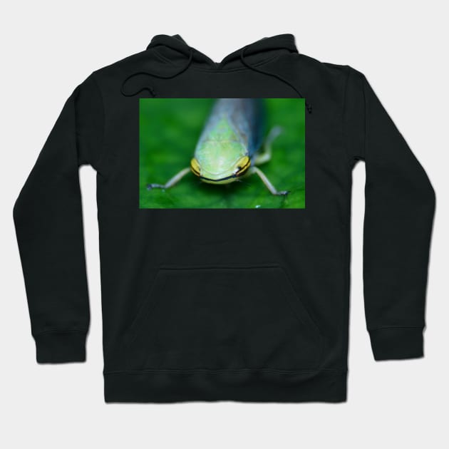 Unique and organic photo of a Cicadellidae Leafhopper Hoodie by AvonPerception